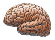 Brain Injury: What is it?