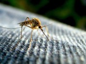 Current Research on the Zika Virus Adds to the Body of Knowledge