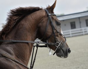 TBI relief in horses